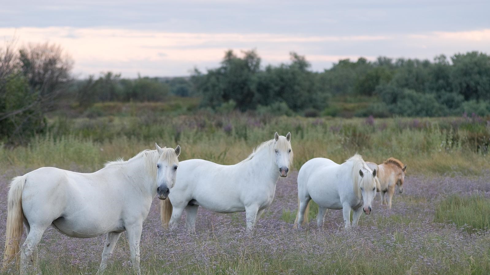 Promenade à Cheval